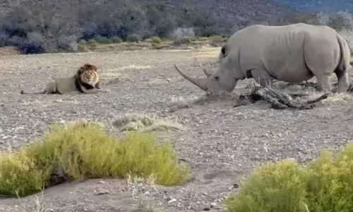 गैंडे ने जंगल के राजा पर किया ऐसा हमला, देखें VIDEO गैंडे ने जंगल के राजा पर किया ऐसा हमला, देखें VIDEO