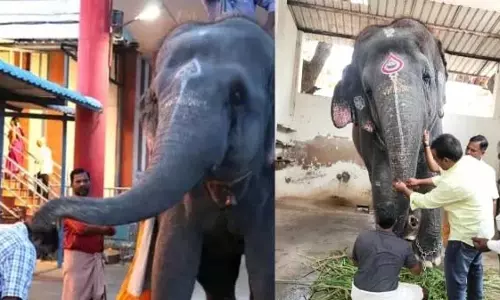 दो जिंदगियां ले लेने वाली देवी: हाथियों से बचने के लिए तुरंत करें ये काम