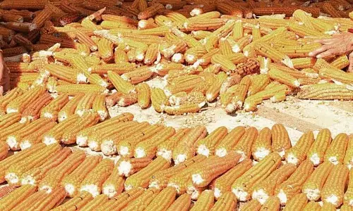 Himachal: मक्का खरीद के लिए 24 केंद्र स्थापित Himachal: मक्का खरीद के लिए 24 केंद्र स्थापित