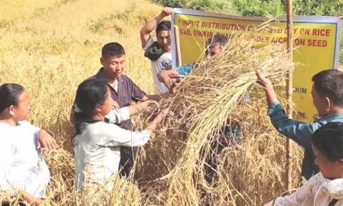 आईसीएआर Sikkim केंद्र ने सिक्किम धान-1 चावल किस्म का प्रक्षेत्र दिवस मनाया आईसीएआर Sikkim केंद्र ने सिक्किम धान-1 चावल किस्म का प्रक्षेत्र दिवस मनाया