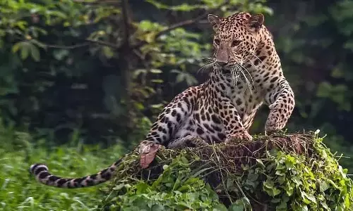 Odisha: तेंदुए को मारने और उसका मांस खाने के आरोप में दो लोग गिरफ्तार