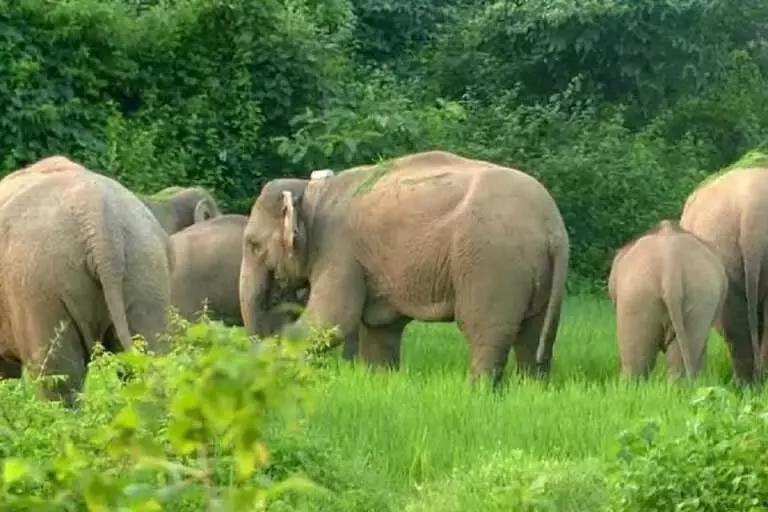 Assam : काजीरंगा राष्ट्रीय उद्यान से आए जंगली हाथियों के झुंड ने धान के खेतों को नष्ट