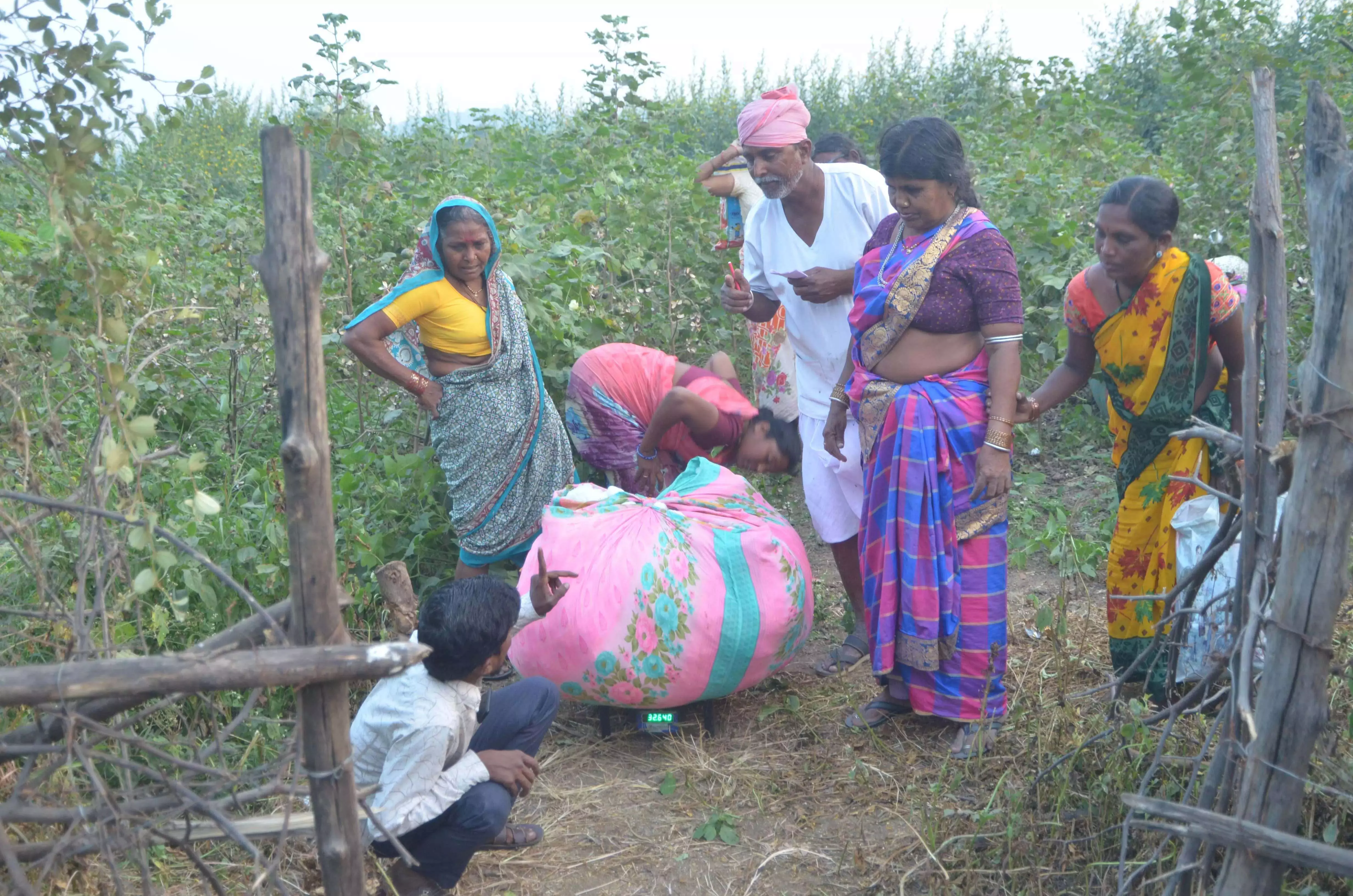 Adilabad में बाघों की आवाजाही से कृषि मजदूरी में वृद्धि हुई