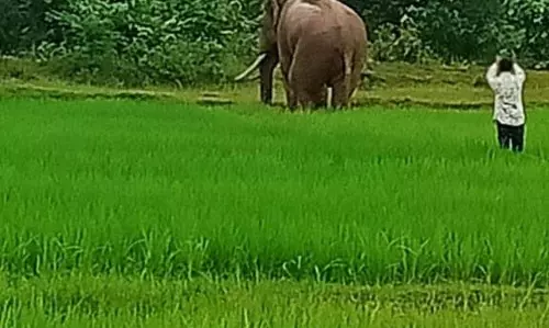 बाघों और जंगली जानवरों की मौत के लिए वन अधिकारी जवाबदेह होंगे: Odisha minister