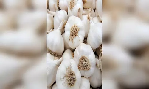 बंद होगी चाइनीज लहसुन की एंट्री, देशी करेगा राज बंद होगी चाइनीज लहसुन की एंट्री, देशी करेगा राज