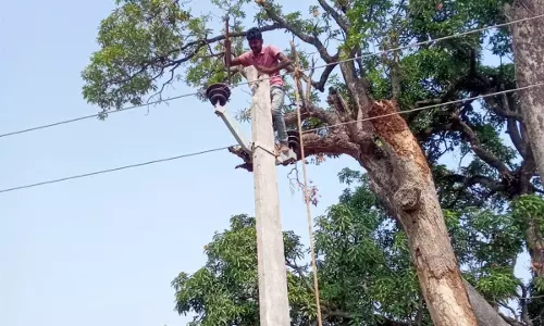Gaziabad: पेड़ों की छंटाई न होने से लोकल फॉल्ट बढ़ रहे Gaziabad: पेड़ों की छंटाई न होने से लोकल फॉल्ट बढ़ रहे