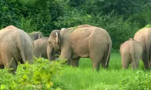 Assam : काजीरंगा राष्ट्रीय उद्यान से आए जंगली हाथियों के झुंड ने धान के खेतों को नष्ट