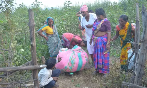Adilabad में बाघों की आवाजाही से कृषि मजदूरी में वृद्धि हुई
