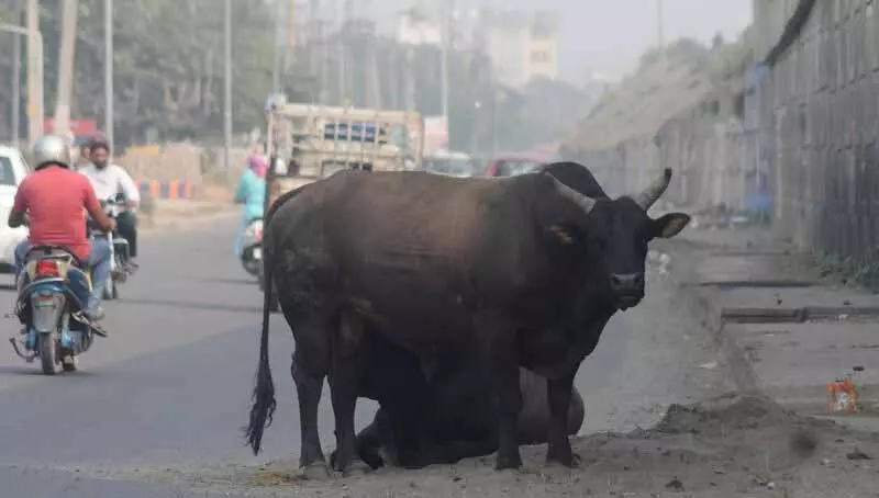 Ludhiana: जिले में पशुगणना शीघ्र शुरू होगी