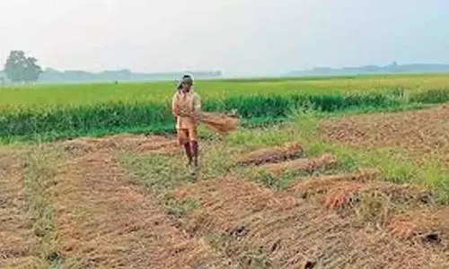 Andhra Pradesh में धान की खरीद आसान हुई