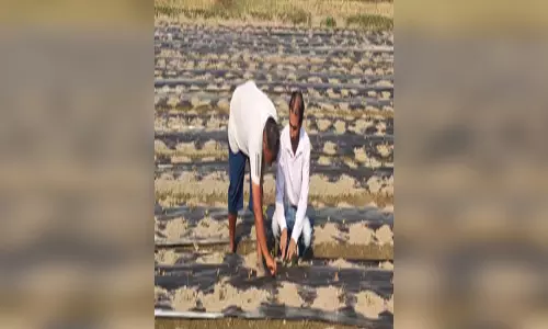 किसान की स्ट्रॉबेरी ने बदली किस्मत, अन्नदाताओं को दिखाई नई राह किसान की स्ट्रॉबेरी ने बदली किस्मत, अन्नदाताओं को दिखाई नई राह