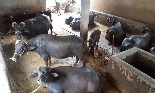 Haryana : MC को अवैध डेयरियों को स्थानांतरित करना चाहिए
