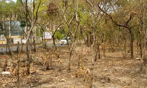 Gaziabad: वैशाली और वसुंधरा में पेड़ों पर कीड़े बढ़ने से लोगों को हो रही दिक्कत