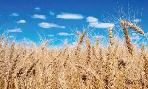 Punjab: गेहूं की बुआई शुरू, सरकार भंडारण के लिए तैयार Punjab: गेहूं की बुआई शुरू, सरकार भंडारण के लिए तैयार