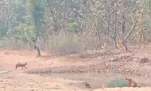 जंगली कुत्तों का वीडियो वायरल, इन्हें rare species मान लिया गया जंगली कुत्तों का वीडियो वायरल, इन्हें rare species मान लिया गया