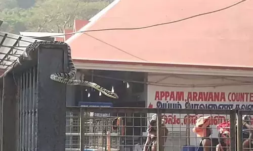 वाइपर समेत 33 सांप, 14 जंगली सूअर: वन विभाग ने सन्निधानम भक्तो को चेतावनी