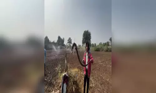 150 फुट गहरे बोरवेल में गिरा कोबरा सांप, फिर...