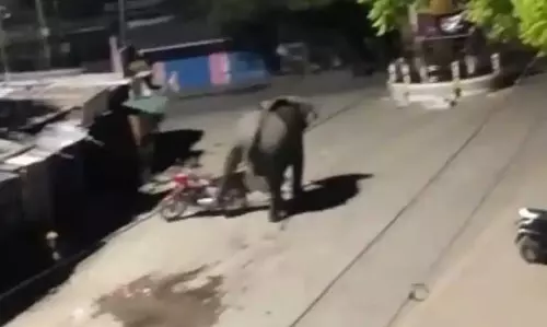 Assam : नुमालीगढ़ में घायल हाथी घूमता हुआ देखा गया