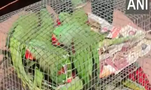 Udhampur में वन्यजीव तस्करी की कोशिश नाकाम, 20 तोते बचाए गए Udhampur में वन्यजीव तस्करी की कोशिश नाकाम, 20 तोते बचाए गए