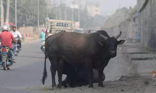 Ludhiana: जिले में पशुगणना शीघ्र शुरू होगी Ludhiana: जिले में पशुगणना शीघ्र शुरू होगी