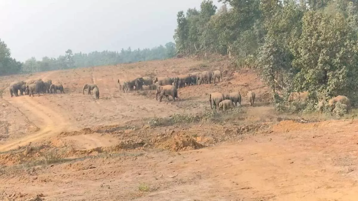 रायगढ़ में 58 हाथियों का डेरा, वन विभाग अलर्ट