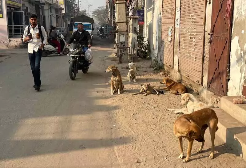 Malerkotla में आवारा पशुओं का आतंक जारी