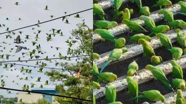 बच्चों के आनंद के लिए एक सुपर स्पॉट...Chennai पैरेट हाउस बनेगा पर्यटक स्थल