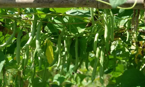 Himachal: नौणी विश्वविद्यालय की सब्जी किस्मों को राष्ट्रीय मान्यता मिली Himachal: नौणी विश्वविद्यालय की सब्जी किस्मों को राष्ट्रीय मान्यता मिली