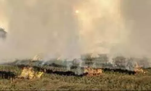 Punjab में खेतों में आग लगने की 147 नई घटनाएं दर्ज Punjab में खेतों में आग लगने की 147 नई घटनाएं दर्ज
