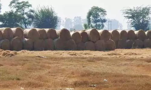 Punjab: खेतों में आग से निपटने के लिए किसानों को प्रोत्साहित किया जाना चाहिए Punjab: खेतों में आग से निपटने के लिए किसानों को प्रोत्साहित किया जाना चाहिए