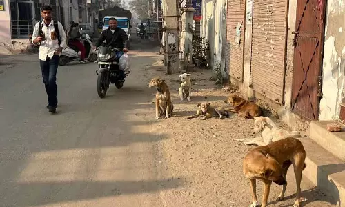 Malerkotla में आवारा पशुओं का आतंक जारी Malerkotla में आवारा पशुओं का आतंक जारी
