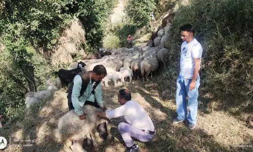 Palampur में पशुओं की बीमारियों के उपचार के लिए 7 डिपिंग सेंटर खोले गए