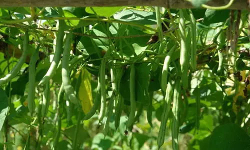 Nauni विश्वविद्यालय की सब्जी किस्मों को राष्ट्रीय मान्यता मिली Nauni विश्वविद्यालय की सब्जी किस्मों को राष्ट्रीय मान्यता मिली
