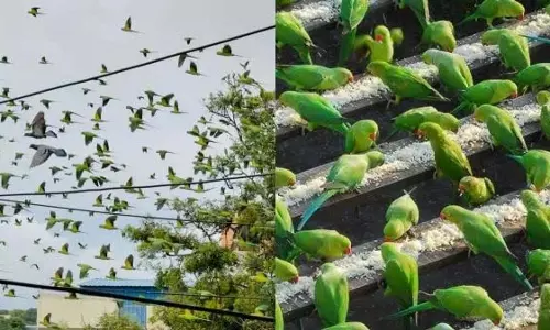 बच्चों के आनंद के लिए एक सुपर स्पॉट...Chennai पैरेट हाउस बनेगा पर्यटक स्थल