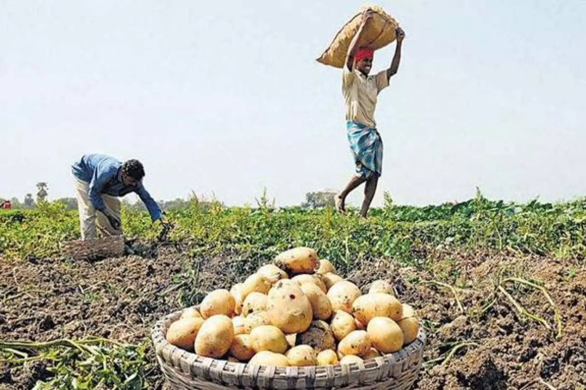 पश्चिम बंगाल ने फिलहाल अन्य राज्यों को आलू के निर्यात पर रोक लगाई