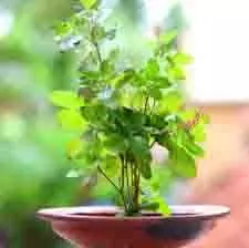 Tulsi Puja Niyam:  यहां जानें,रविवार को तुलसी को जल क्यों नहीं चढ़ाना चाहिए