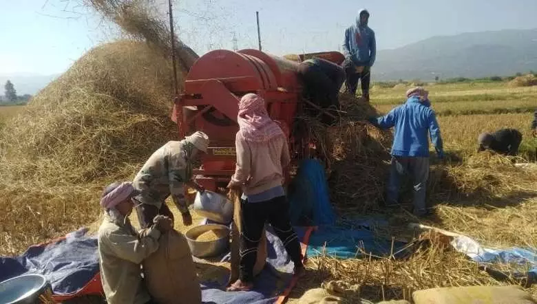 Manipur: तंगखुल के किसानों ने सुरक्षा के साथ फसल कटाई शुरू की