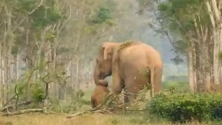 अपने मरे हुए बच्चे को घसीटती दिखी हथिनी, देखें वायरल VIDEO