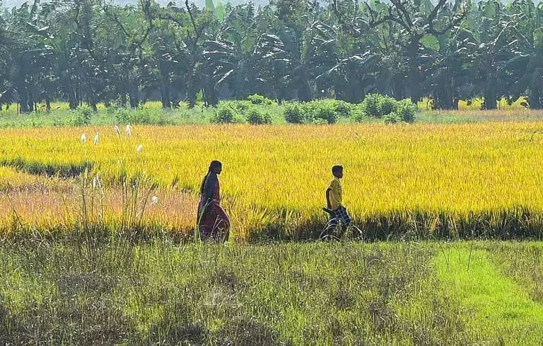 Odisha के मंत्री पात्रा ने मिल मालिकों को किसानों से धान खरीदने के खिलाफ चेतावनी दी