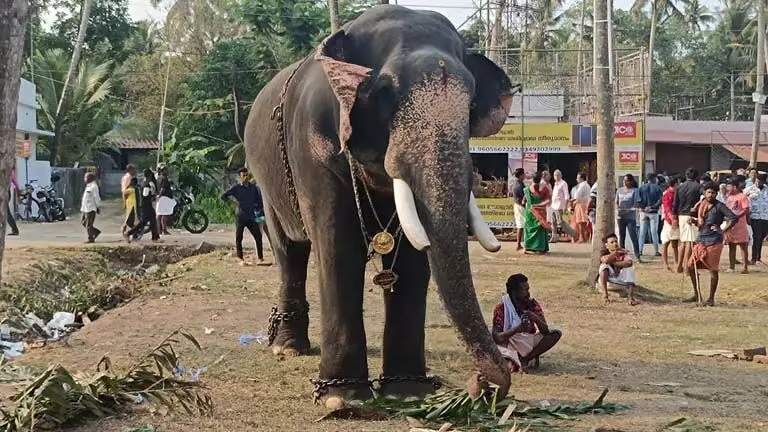 Kerala: गुरुवयूर मंदिर में हाथियों को छूने पर प्रतिबंध