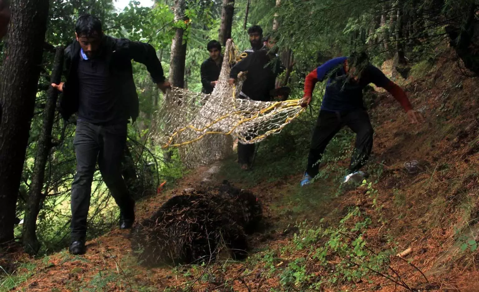 Wildlife Officials: उत्तरी कश्मीर के बांदीपोरा में काला भालू पकड़ा गया