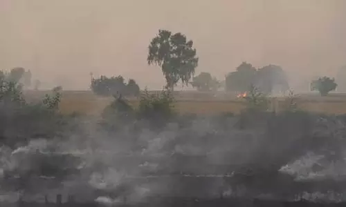 Punjab में पराली जलाने के 162 मामले दर्ज