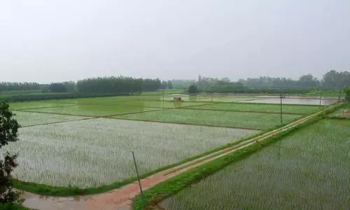 Assam: केहेरुकुंडा गांव ‘हरित क्रांति’ की ओर अग्रसर Assam: केहेरुकुंडा गांव ‘हरित क्रांति’ की ओर अग्रसर