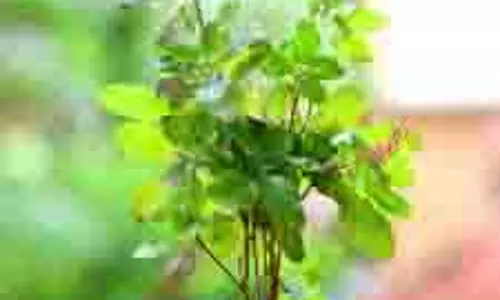Tulsi Puja Niyam:  यहां जानें,रविवार को तुलसी को जल क्यों नहीं चढ़ाना चाहिए