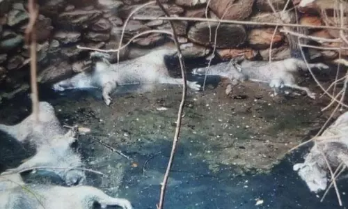 कुएं में 5 जंगली सूअर मृत पाए गए