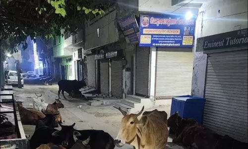 Haryana : आवारा पशुओं के खिलाफ अभियान ठप्प, क्योंकि आश्रय गृहों ने पशुओं को लेने से मना कर दिया Haryana : आवारा पशुओं के खिलाफ अभियान ठप्प, क्योंकि आश्रय गृहों ने पशुओं को लेने से मना कर दिया