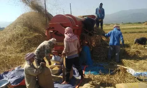 Manipur: तंगखुल के किसानों ने सुरक्षा के साथ फसल कटाई शुरू की