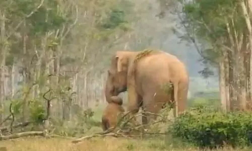 अपने मरे हुए बच्चे को घसीटती दिखी हथिनी, देखें वायरल VIDEO अपने मरे हुए बच्चे को घसीटती दिखी हथिनी, देखें वायरल VIDEO