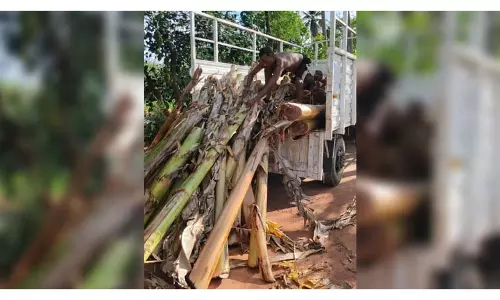 Odisha: केले के कचरे को पुनर्चक्रित कर दंपति ने बनाई आजीविका