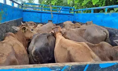 Assam : डेमो पुलिस ने मवेशी ले जाने वाले वाहनों को जब्त किया